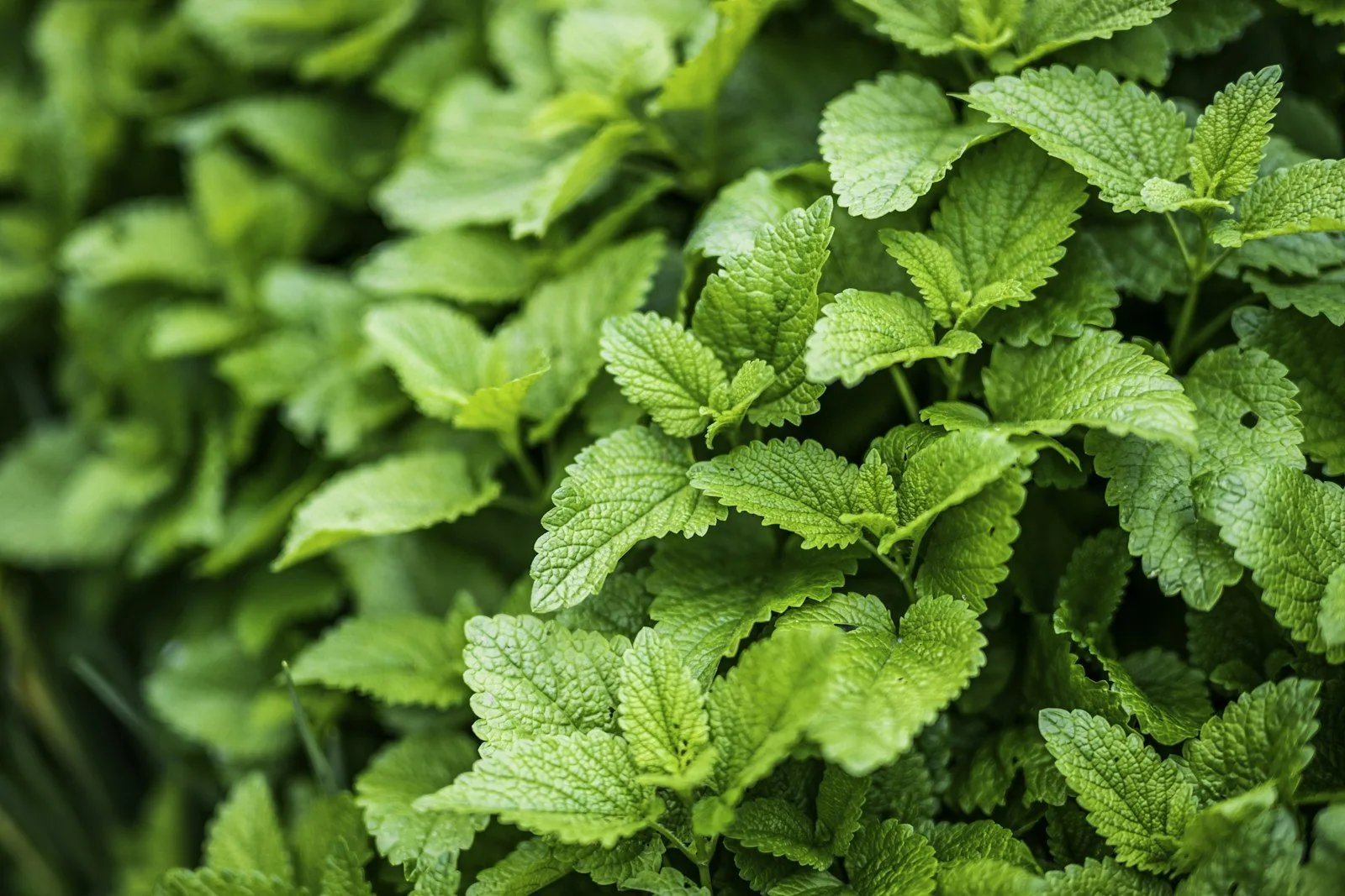 Hương liệu nước hoa Givaudan